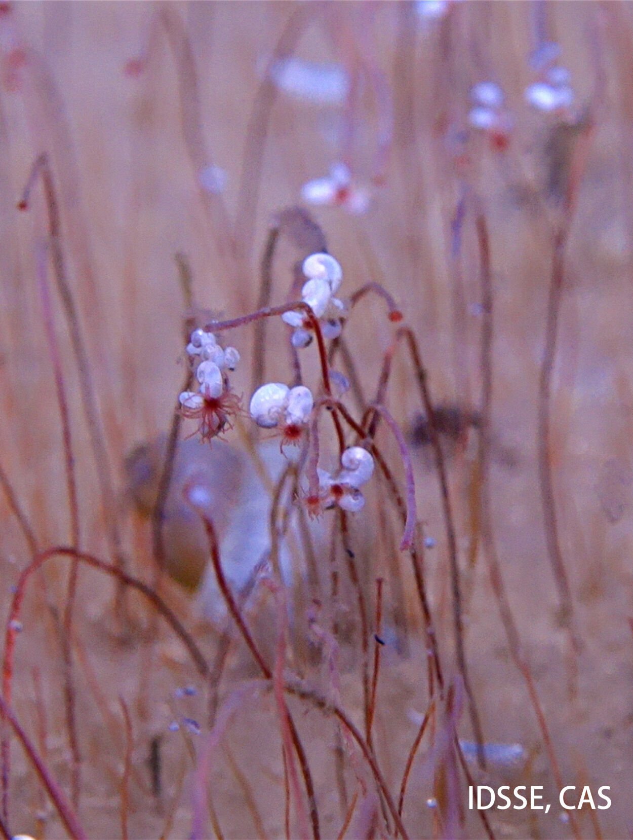 Deep Sea Life
